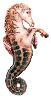 Horseseahorse